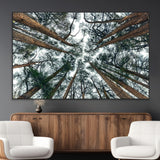18790-SEG-FC-51X34_Oversize_Oversize-Pine Canopy Wall Art – Panoramic View of Towering Pines Canvas Print, Nature-Inspired Decor for Office, Cabin or Living Room