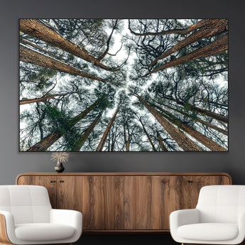 18790-SEG-FC-51X34_Oversize_Oversize-Pine Canopy Wall Art – Panoramic View of Towering Pines Canvas Print, Nature-Inspired Decor for Office, Cabin or Living Room
