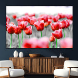 44554-SEG-FC-51X34_Oversize_Oversize-Vibrant red tulips stand out beautifully against a black-and-white background, making a striking decor piece perfect for any home