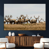 42170220-SEG-FC-51X34_Oversize_Oversize-Elk Herd Wall Art Canvas Print, Framed Wildlife Photography Art Picture Print, Majestic Antlers Perfect Rustic Wildlife Decor
