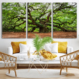 51255351-MGV-CV-36X24-Ancient Tree Wall Art – Majestic Oak Canvas Print, Large Nature Photography, Sacred Forest Landscape Wall Décor, Wisdom Tree