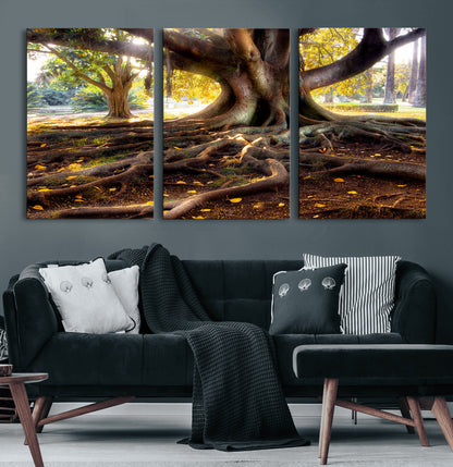 53335-MGV-CV-60X30-3P-Majestic Tree with Sprawling Roots Wall Art – Serene Sunlit Park Scene, Nature Canvas Print, Perfect for Living Room, Office or