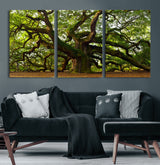 29407-MGV-CV-36X24-Ancient Oak Tree Wall Art – Majestic Nature Canvas Print, Large Tree Photography Decor for Living Room