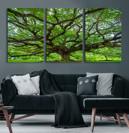 49375306-MGV-CV-60X30-3P-Ancient Tree Wall Art Canvas Print, Framed Sprawling Branches Art Picture Print, Gnarling Tree Perfect Earthy Natural Decor