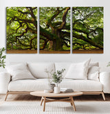 29407-MGV-CV-36X24-Ancient Oak Tree Wall Art – Majestic Nature Canvas Print, Large Tree Photography Decor for Living Room or Office