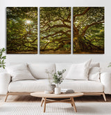57983-MGV-CV-60X30-3P-Angel Oak Tree Wall Art Canvas Print, Framed Oak Tree Art Picture Print, Angel Oak Perfect Rustic Nature Decor Artwork